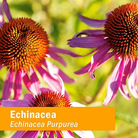 Kids Extrato Líquido de Echinacea Glicerina Certificado Orgânico, 4 oz (118 ml) - Herb Pharm