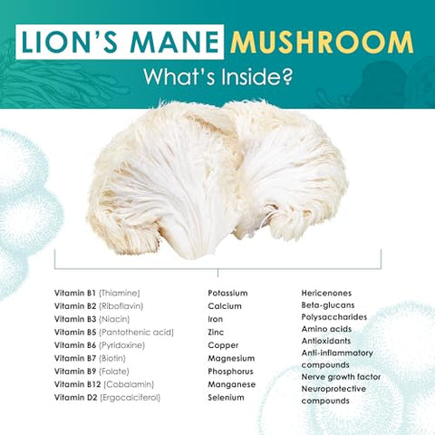 Purest Mushrooms - Pó de Cogumelo do Leão – Extrato Orgânico de Cogumelo do Leão para Cognição | 100g