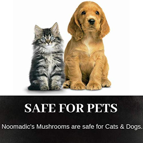 Noomadic - Reishi Mushroom 60 Cápsulas 500mg Cada – Bem-Estar Geral