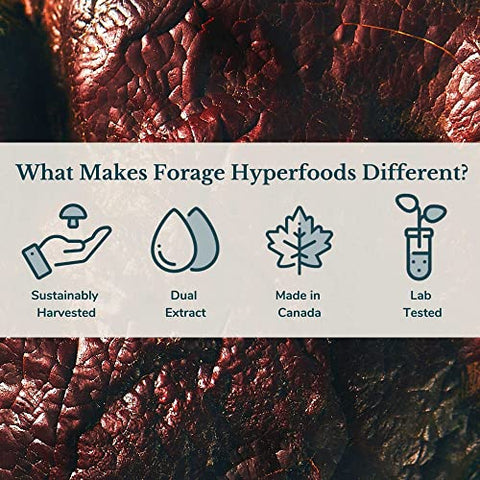 Extrato Líquido de Superalimento de Cogumelo Reishi Selvagem Canadense Original, Vegano, Não-OGM, Melhora o Sistema Imunológico e a Resposta ao Estresse, Calmante Natural, 100ml - Forage Hyperfoods