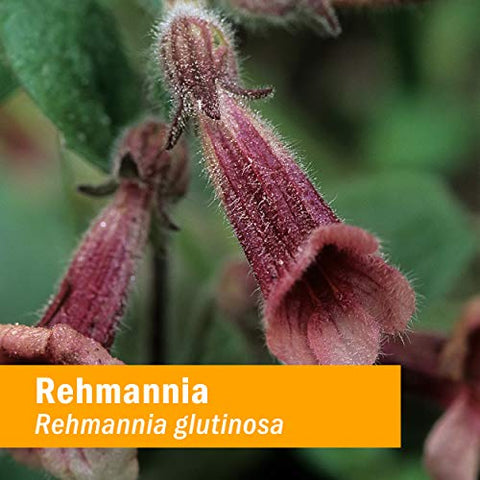 Extrato Líquido de Rehmannia – 118 ml – Marca Herb Pharm - Herb Pharm