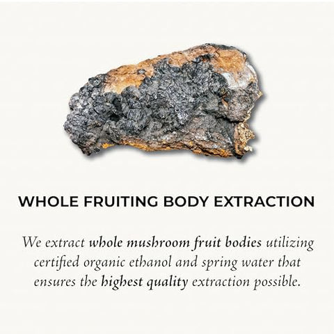 GO Mushrooms - Chaga Tincture – Suplemento de Corpo Frutífero de Cogumelo Extraído em Dual para Apoiar o Sistema Imunológico – Rico em Nutrientes de Chaga