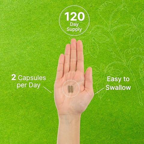 Ginkgo Biloba 500mg por Porção, 240 Cápsulas, 4 Meses de Fornecimento – Cultivado no Norte da Ásia – Extra Forte, Promove a Função Cerebral - DEAL SUPPLEMENT