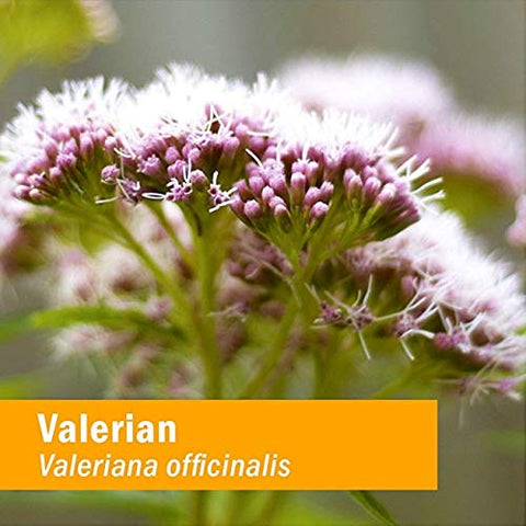 Extrato Líquido de Raiz de Valeriana Orgânica Certificada para Relaxamento e Sono Repousante, Glicerina Livre de Álcool, 120 ml - Herb Pharm