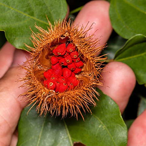 Annatto Tocotrienols DeltaGOLD 125 mg Vitamina E, 120 Softgels – 2 Frascos 60 Soft Gels Cada - Cardiovascular Research