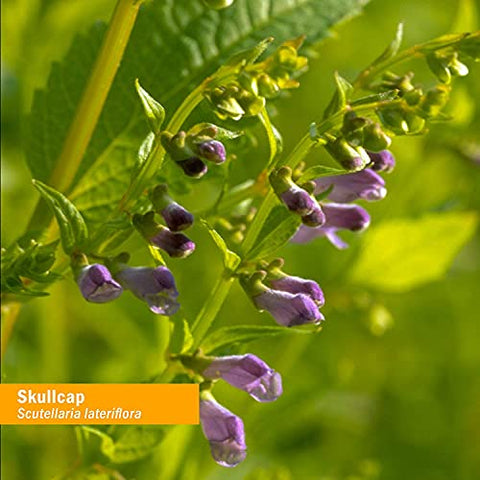Extrato Líquido de Skullcap Orgânico Certificado para Suporte ao Sistema Nervoso, Álcool de Cana Orgânico, 120 ml - Herb Pharm