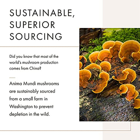 Anima Mundi Apothecary - Anima Mundi Pó de Cogumelo Chaga Orgânico – Suporte ao Sistema Imunológico com Extrato de Chaga Orgânico – Ideal para Chá, Café e Mais – Anima