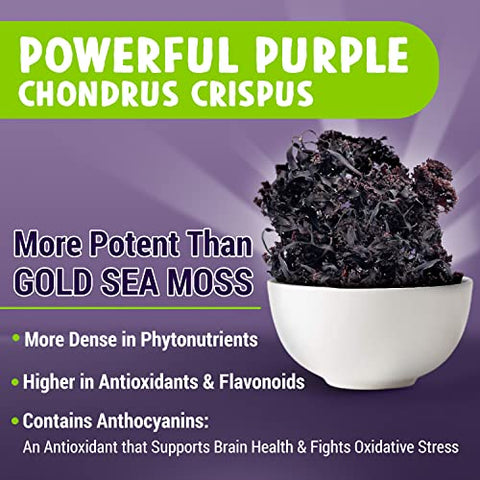 Maju Superfoods - Cápsulas Poderosas de Sea Moss Roxo da MAJU (60 un), Minerais Roxos de Alta Potência, Chondrus Crispus, Mais Forte que Gel, Comparado com Cápsulas de Irish Seamoss Orgânico, Colheita Selvagem