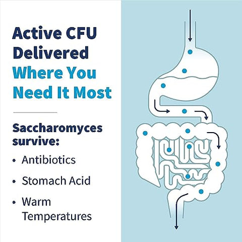 Probiótico Saccharomyces Boulardii – Resistente ao Ácido | 30 cápsulas | 5 bilhões de UFC | Promove a saúde intestinal - Klaire Labs