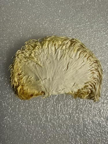 Baja North Mercantile - Cogumelos Lion’s Mane em fatias desidratadas por congelamento. Pote grande de 25g. Ótimo para chá ou pó. Pode ser reidratado e cozido ou usado como suplemento herbal. USDA