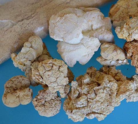 TIGERMM - Tiger Milk Mushroom (Lignosus rhino.) – Suporte Imunológico Respiratório Pulmonar 450mg Cápsula USA