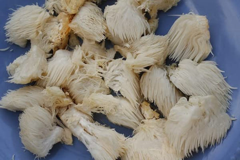 bodi - Extrato em Pó de Cogumelo do Leão 10:1 | 113g a 2268g | Natural Puro Livre de Químicos