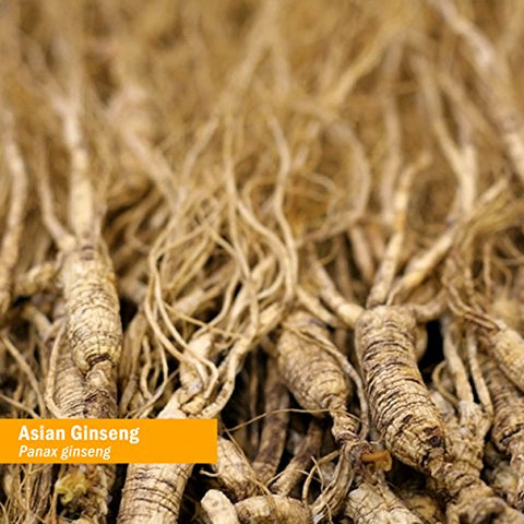 Ginseng Asiático (Panax) Líquido Glicerito para Energia e Resistência, Sem Álcool, 30 ml - Herb Pharm
