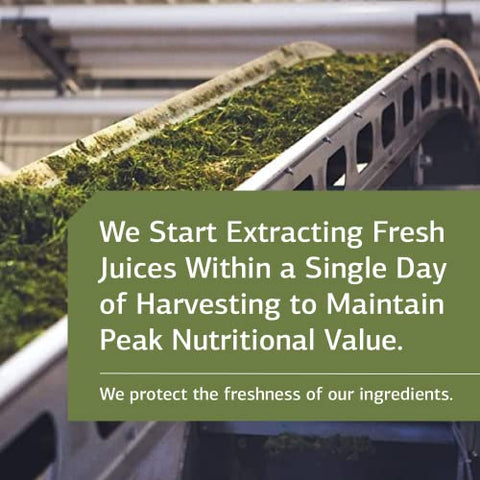 Standard Process Inc. - Neuroplex Standard Process – Suplementos para o Sistema Nervoso à Base de Alimentos Integrais, Saúde Cerebral e Suporte Cerebral com Tiamina, Musgo Espanhol, Riboflavina, Lactato de Cálcio, Vitamina B6, Niacina