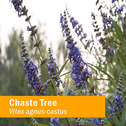Extrato Líquido de Vitex para Suporte do Sistema Reprodutivo Feminino – 30ml (DCHASTE01) - Herb Pharm