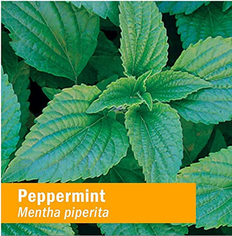 Extrato Líquido de Hortelã-Pimenta Orgânico Certificado para Suporte Digestivo – 4 fl oz (118 ml) - Herb Pharm