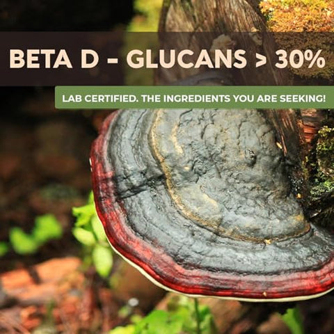 Cápsulas de Agarikon Silvestre – Suplemento de Agarikon Ultra Concentrado – Promove um Sistema Imunológico Equilibrado – 100% Corpo Frutífero – 120 Cápsulas - Longevity Botanicals