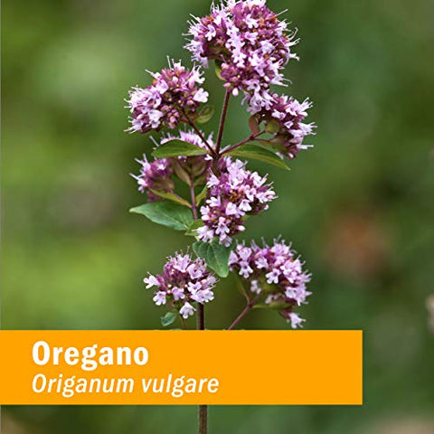 Extrato e Óleo Essencial de Orégano para Suporte Imunológico – 120 ml - Herb Pharm