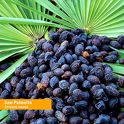 Extrato Líquido de Bagas de Saw Palmetto para Suporte à Próstata – 120 ml - Herb Pharm