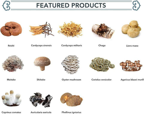 WonderLand Herbs - Extrato em Pó de Cogumelo Hericium erinaceus/Cabeça de Macaco [Mane de Leão] 100 g, ≥50% N-glicanos