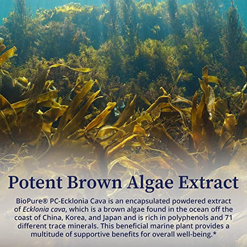 PC-Ecklonia Cava – Extrato Botânico de Algas Marrons Potente Rico em Polifenóis e 71 Minerais Traços que Suportam a Função Neurológica, Circulação e Bem-Estar Geral – 100% Natural e Puro - BioPure