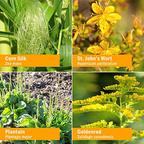 Fórmula Líquida Calmante para o Sistema Urinário – 30ml - Herb Pharm