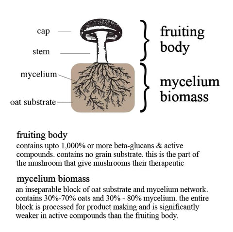 Brainstrom Botanicals - Adaptogen: Potencialize sua saúde com o poder dos adaptógenos – Marca X