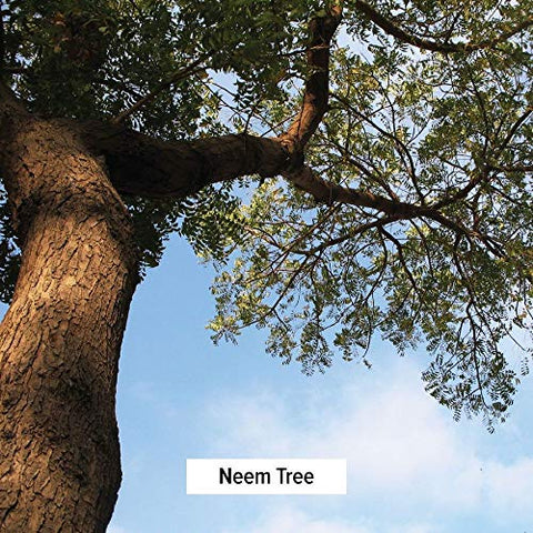 Neem Powder – Azadirachta Indica Orgânico – Erva Ayurvédica Purificadora para uma Pele Saudável - Banyan Botanicals