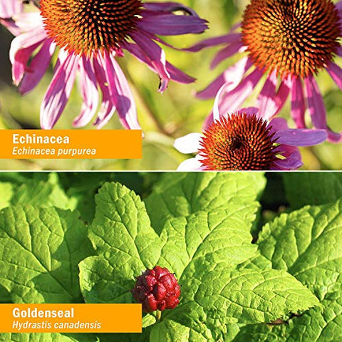 Tintura Orgânica de Echinacea com Equinácea e Extrato de Gengibre – Reforço Imunológico Rápido e Absorção Eficiente para Adultos - Herb Pharm