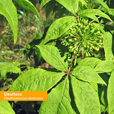 Extrato Líquido de Raiz de Eleuthero (Ginseng Siberiano) para Energia e Resistência, Álcool de Cana, 120 ml - Herb Pharm