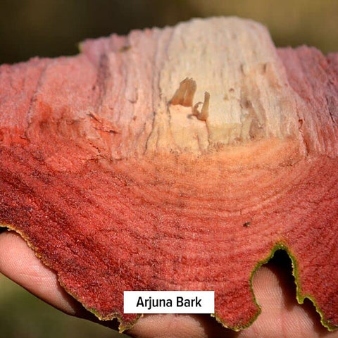 Arjuna em Pó Orgânico – Pó de Casca de Arjuna (Terminalia Arjuna) – Suplemento Tradicional de Ervas para a Função Cardíaca Adequada* – 454 g – Não-OGM, Sustentável - Banyan Botanicals