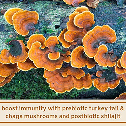 Probióticos SBO Feel Good com Prebióticos e Pósbióticos – Ácido Húmico, Shilajit, Chaga | 100% Natural e Potente - Solluna by Kimberly Snyder