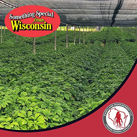Dairyland Management LLC - Raízes de Ginseng Americano Dairyland – Embalagem de 8 oz de Raiz de Ginseng do Wisconsin – Autêntico Prong de Ginseng Americano – Ginseng Integral Livre de OGM e Glúten – Use Este Herbal
