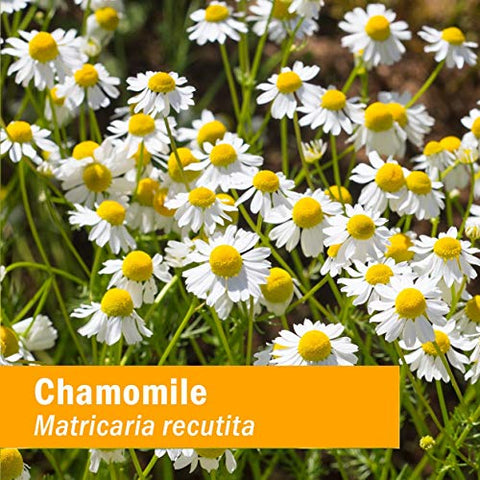 Extrato Líquido de Camomila Orgânica Certificada para Apoio ao Sistema Nervoso Calmante – 120 ml - Herb Pharm