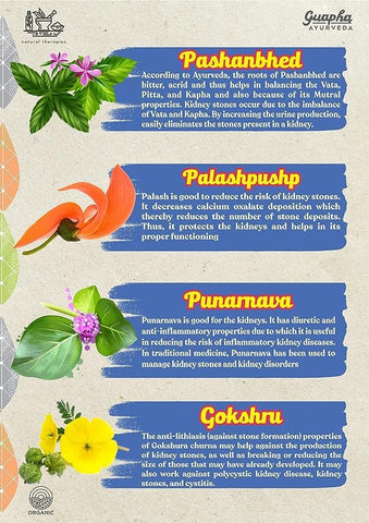 Generic - Ayurveda Kidney Wellnes | Saúde Renal | 100% Natural | Marca Ayurved | 60 cápsulas