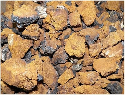 Oregon Mushrooms - Chaga Mushrooms Secos Cultivados nos EUA – Potencialize sua saúde com o poderoso Chaga!